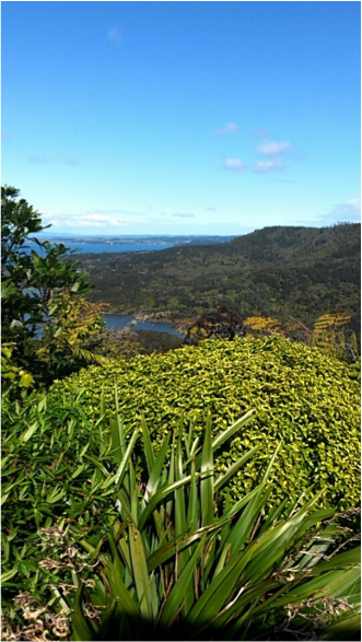 Forêt près de Auckland en Nouvelle Zélande